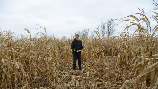 Fernando Sanz, en uno de sus campos de maíz cercano a la laguna del Cañizar pisoteado por los jabalíes.