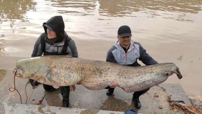 Marcos y Marius, con el siluro de 2,30 metros de largura capturado este miércoles en el Ebro.
