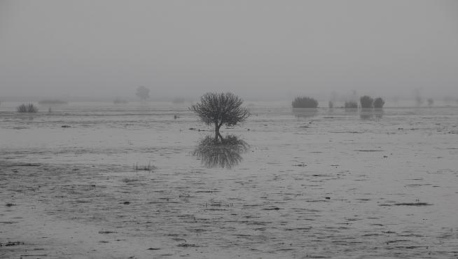 Cultivos anegados por la riada en la localidad zaragozana de Pradilla, en la Ribera alta del Ebro.