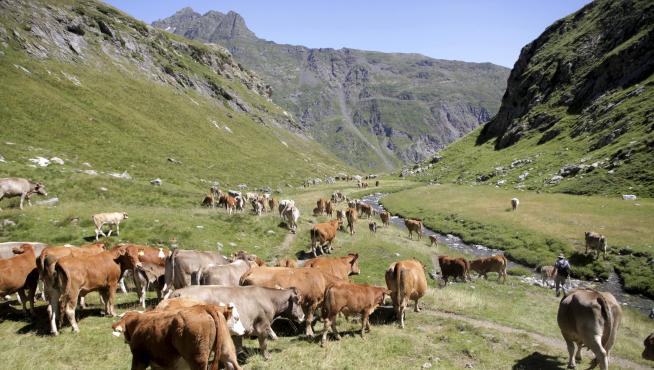 Rebaño de vacas en el ibón de Bernatura.