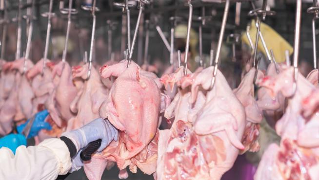 Workers use knives to slaughter chickens hanging on rails in a slaughter factory.