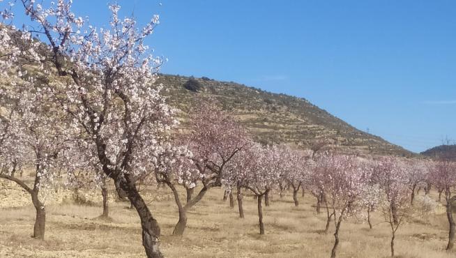 Dónde ver almendros en flor en Aragón: la explosión blanca y rosada que ya  cubre todo