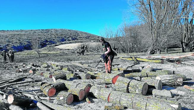 Una mujer trocea las ramas cortadas a un sauce centenario en Fuentes Calientes el pasado mes de enero.