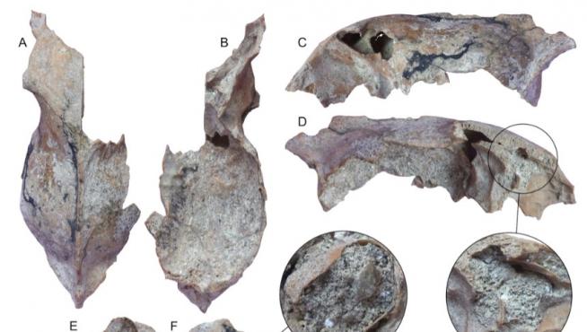 Fósiles craneales del primer lobo europeo.