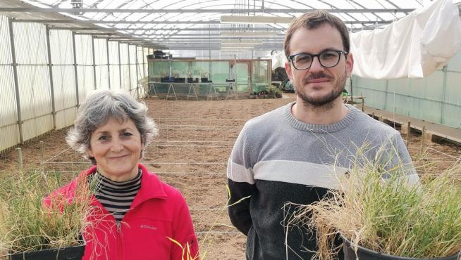 Los investigadores Rubén Sancho y Pilar Catalán, en el invernadero de la Escuela Politécnica Superior del Campus de Huesca.