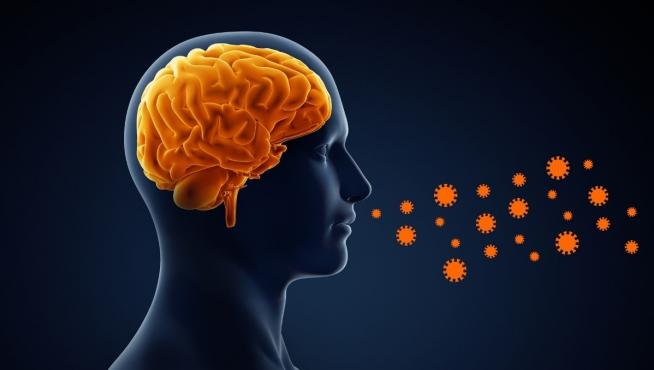 Reducción de la materia gris del cerebro entre quienes han pasado la covid-19.
