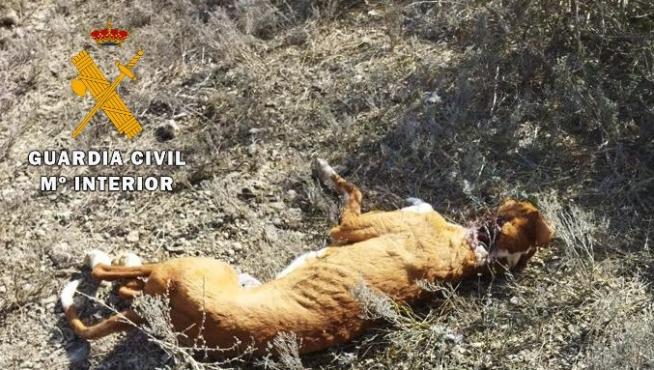 El cuerpo de uno de los perros abandonados después de dispararle con la escopeta.