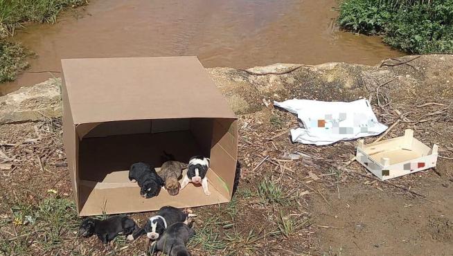 La camada de perros rescatada en un arroyo de Lepe (Huelva)