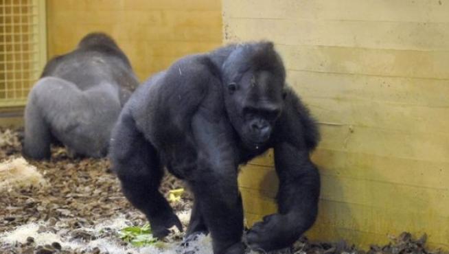 Imagen de archivo de gorilas del Parque de la Naturaleza de Cabárceno