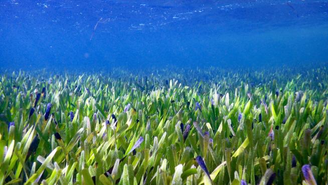 La planta más grande del mundo, un organismo marino de unos 200 kilómetros cuadrados, hallada en el oeste de Australia.