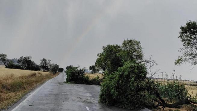 Árboles caídos en la carretera de Berbegal a Peralta