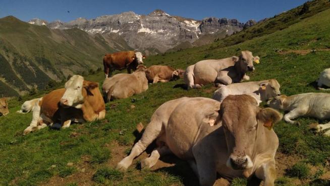 La ganadería y la agricultura de montaña pueden ayudar a mantener el paisaje y preservar la biodiversidad.