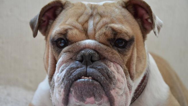 El bulldog inglés ha sido seleccionado a lo largo del tiempo por sus características físicas, como nariz y hocico achatados y cuerpo rechoncho.