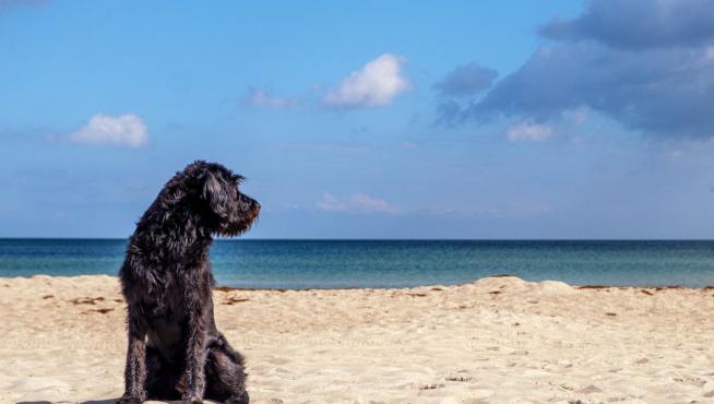 Las playas más cercanas a Zaragoza para ir con perros