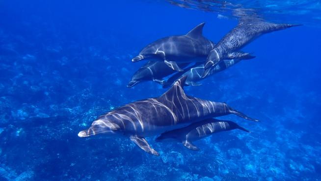 Delfines, en una imagen de archivo.