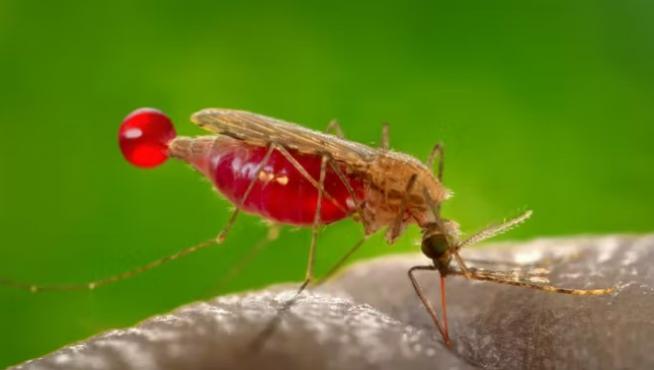 Hembra de mosquito Anopheles gambiae, vector del parásito que causa la malaria, Plasmodium falciparum. Este parásito produce un precursor llamado (E)-4-hidroxi-3-metil-but2-enil pirofosfato que activa los glóbulos rojos humanos para atraer con más fuerza al mosquito e invitarle a chuparnos la sangre.