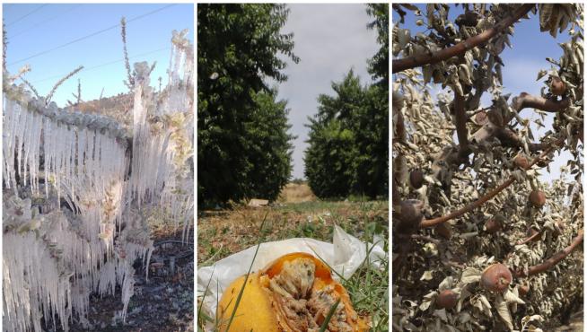De izda. a dcha, efectos de las heladas en el Bajo Cinca, del pedrisco en el melocotón de Calanda y del fuego en los frutales de la localidad de Moros.