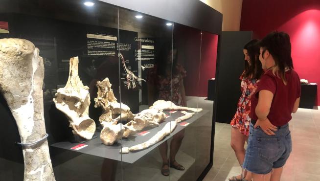 Silvia Herrero, guía del Museo -a la derecha-, muestra los fósiles del Galvesaurus a una visitante.