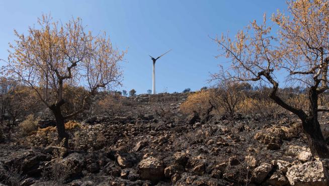Almendros de la variedad largueta afectados por el incendio en la localidad de El Buste