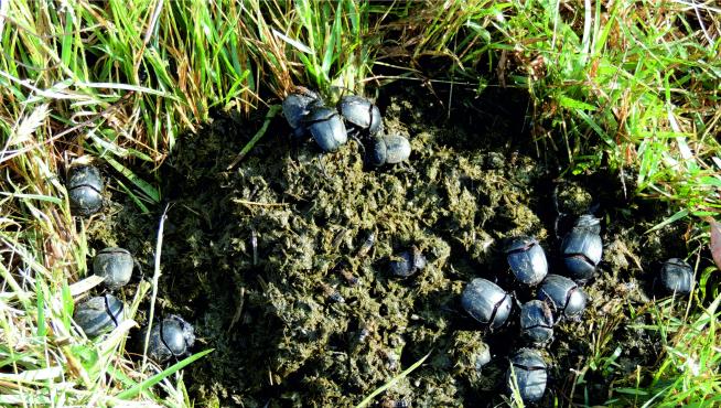 Que haya menos escarabajos, perjudica la recuperación de pastizales.