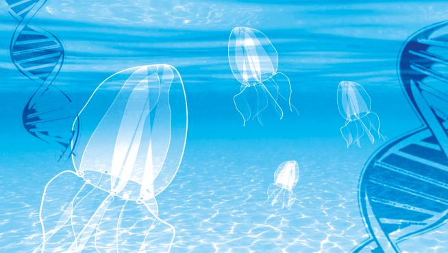 La 'Turritopsis dohrnii' es un tipo de medusa biológicamente inmortal.