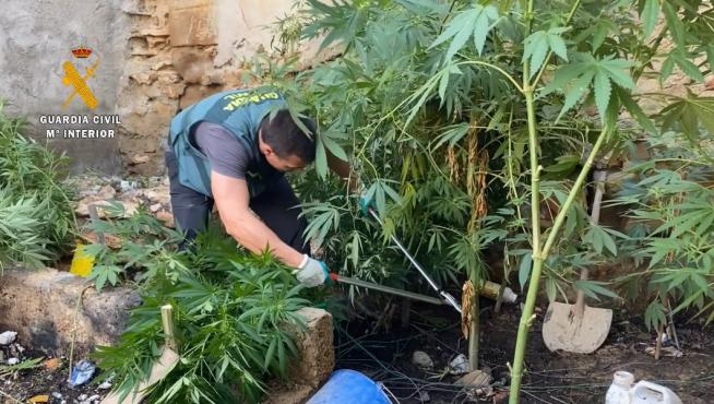 La Guardia Civil de Sariñena desmanteló la plantación de marihuana en el domicilio del detenido.
