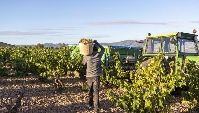 La DOP cariñena prevé vendimiar este año más de 65 millones de kilos de uva.