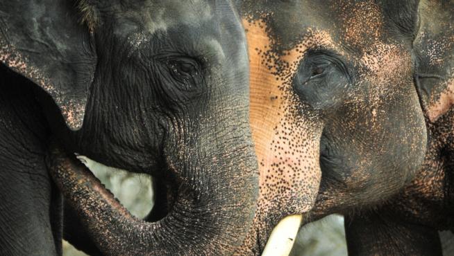 La manada de elefantes recorrió durante una semana carreteras tailandesas.