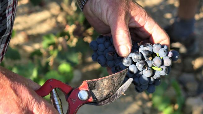La D.O.P. Somontano termina la vendimia con una recolección de más de 17,2 millones de kilos de uva