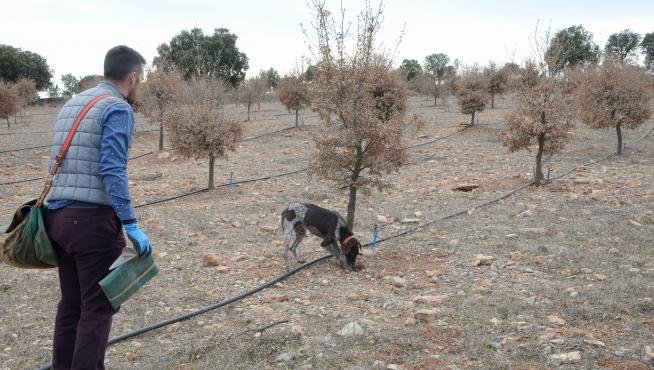 Un truficultor de Sarrión adiestra a su perro para buscar trufas en un campo ya preparado para recibir el riego.