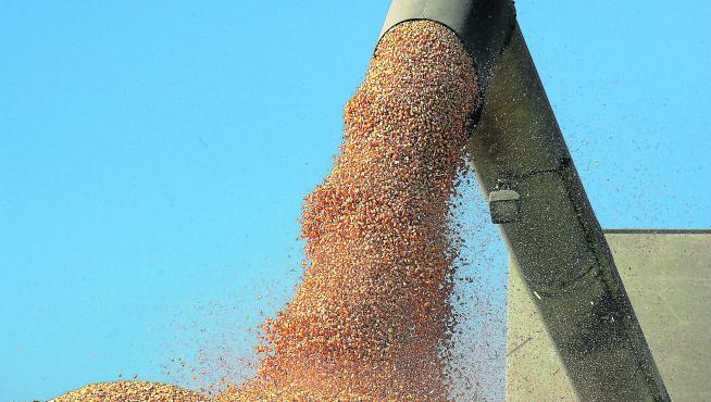 Recolección de maíz en una explotación de la provincia de Huesca.