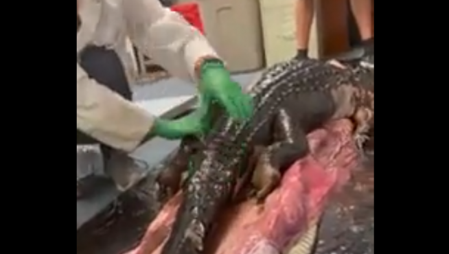 Momento en el que sacaron el caimán del estómago de las serpiente