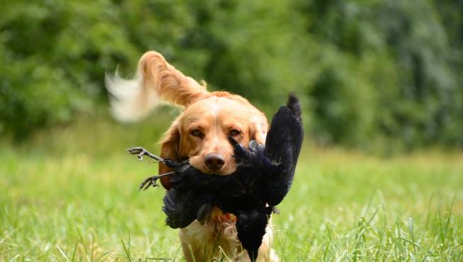 Los perros de caza quedan excluidos de la ley animal.