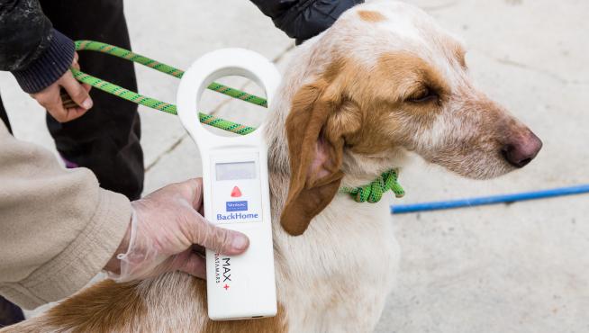 El centro de protección animal de la DPZ recogió el año pasado 249 perros  sin dueño, un 20% más que en 2021