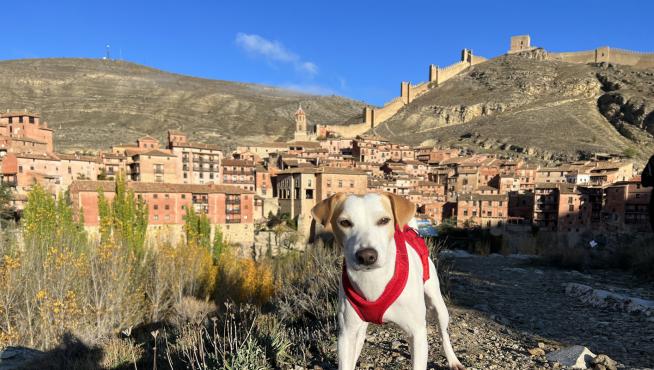 El perro turista Pipper, en Albarracín.