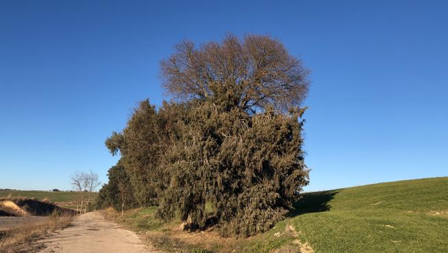 Enebro-litonero de Morcate en Barbastro.