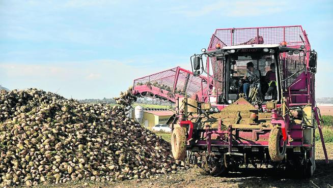 La empresa familiar del grupo Osés ha recuperado el cultivo de la remolacha en Huesca.