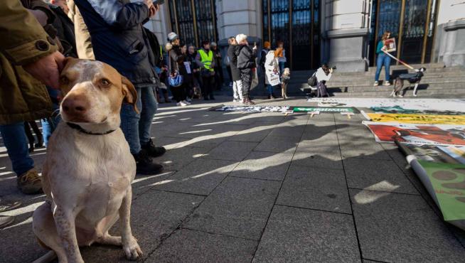 Protesta por excluir perros de caza de la ley de bienestar animal