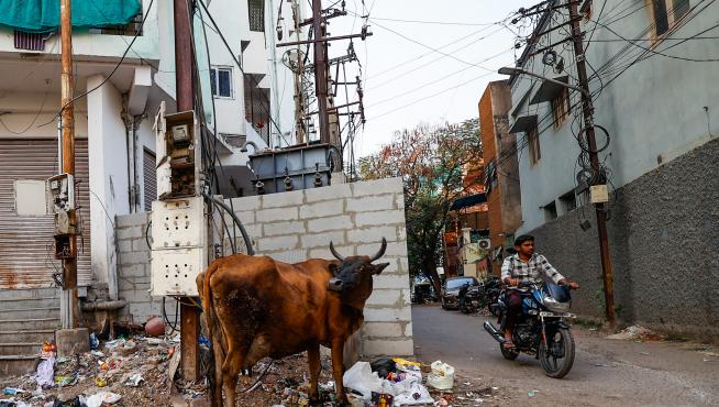 Una vaca, animal sagrado en la India, en una calle de Nueva Delhi.