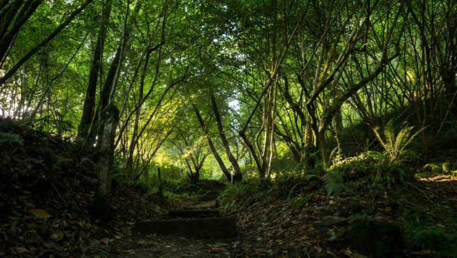 El proceso de reforestación de Cepsa se desarrolla en varios lugares afectados por incendios forestales.