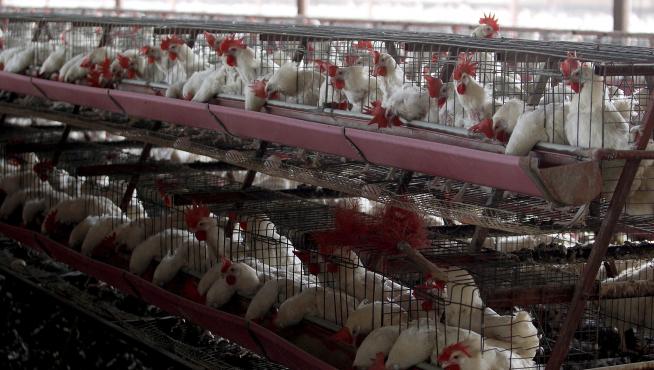 Se encienden las alarmas en Latinoamérica por avance de la gripe aviar