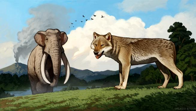 El primer lobo europeo, (Canis lupus) del yacimiento de Ponte Galeria, en Roma; al fondo, un proboscídeo (Palaeoloxodon antiquus) también de la campiña romana y uno de los animales simbólicos del Pleistoceno.