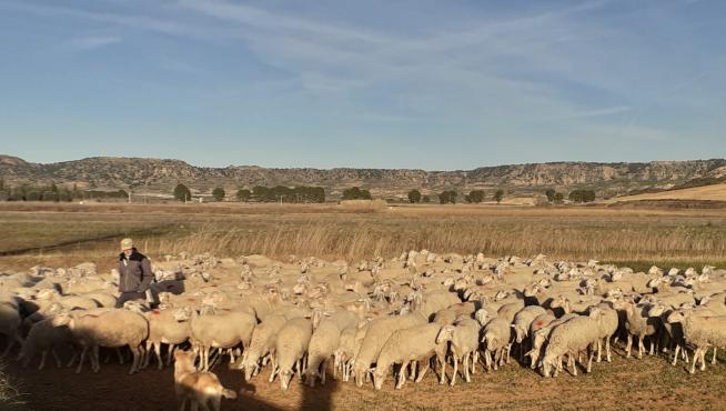 Un pastor lleva su rebaño de ovejas por las zonas de alimento de las proximidades de Alcañiz.