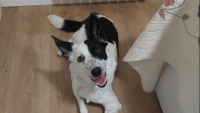 El perro se considera un buen modelo natural de la epilepsia