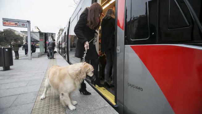 Un perro entrando en el tranvía de Zaragoza.