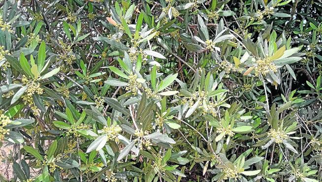 Olivos cerca del monasterio del Pueyo, en Barbastro.