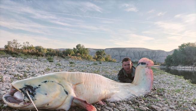 El siluro albino captura por dos pescadores de Movera en Zaragoza.