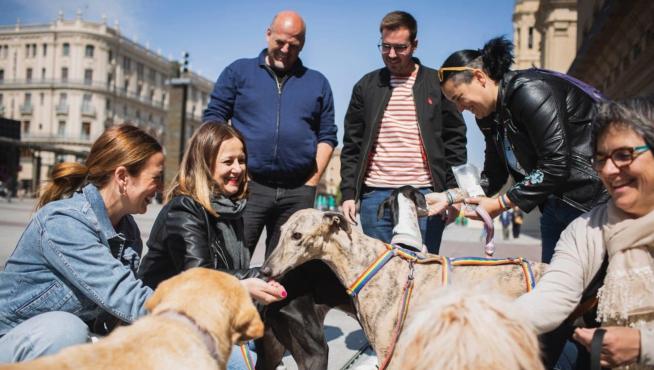 ZeC defiende una ciudad que proteja a los animales y cuide de los voluntarios de protectoras y colonias