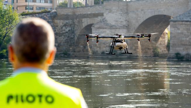 Zaragoza refuerza los tratamientos contra la mosca negra con drones.