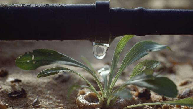 Fue una empresa israelí creada en 1967 la creadora del sistema de riego por goteo, una técnica que ahora se utiliza en la agricultura de todo el mundo.